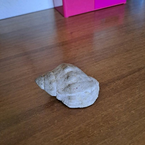 Shell used as shown