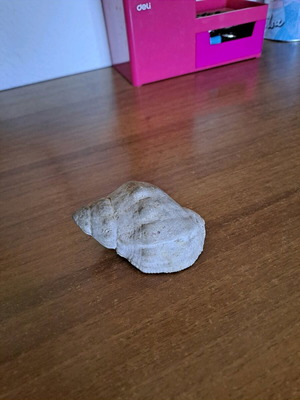 Shell used as shown