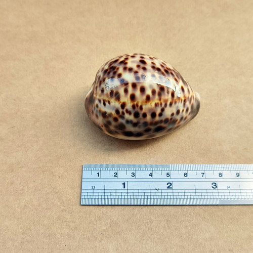 Natural Cypraea Tigris shell 7 cm like new