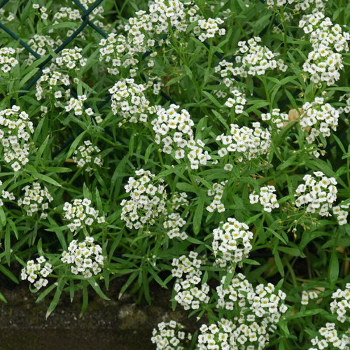 Lobularia Maritima Alyssum flower seeds, white & light purple, aromatic