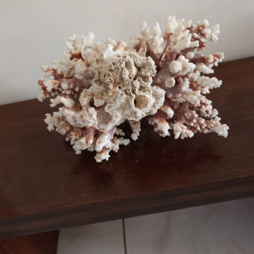 Vintage large natural white coral decor