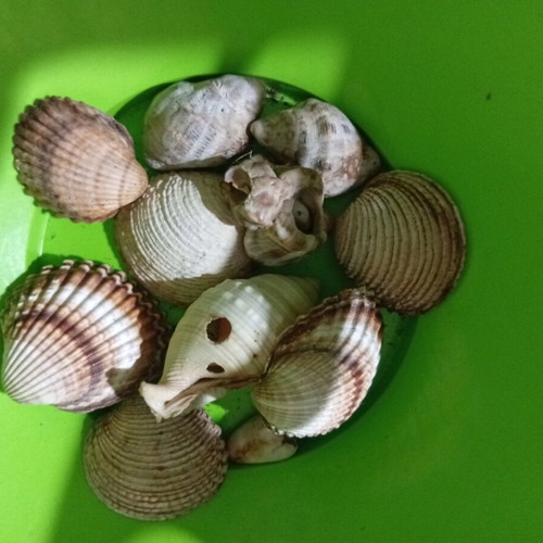 Real seashells used, assorted