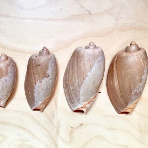 Variety of seashells like new from collection