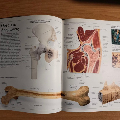The Human Body panoramic dictionary used, Greek language