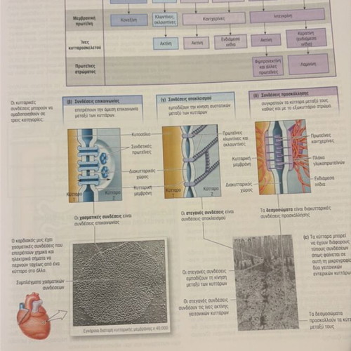 Human Physiology book new