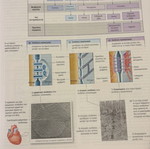 Human Physiology book new