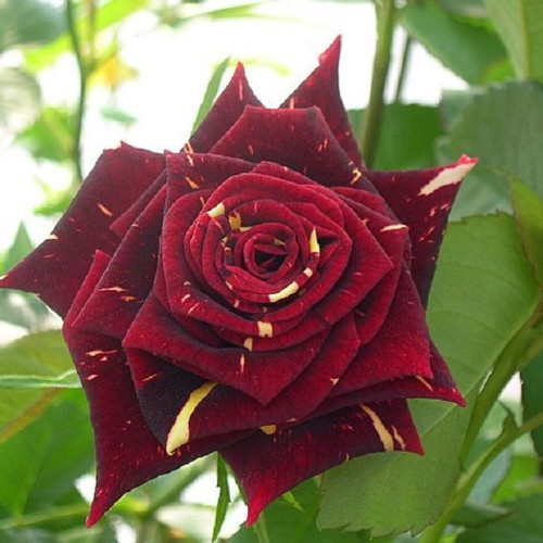 Memphis Music Rose seeds, 25, bicolor rare variety