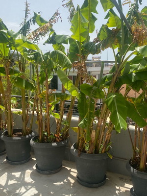 Pots with banana plants new