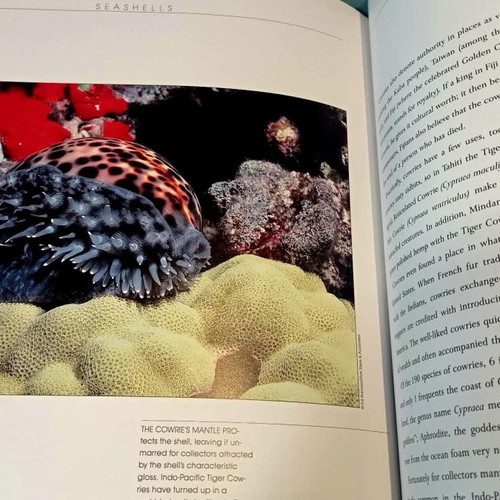 Book Seashells - A Photographic Celebration N.R. Gordon hardcover like new