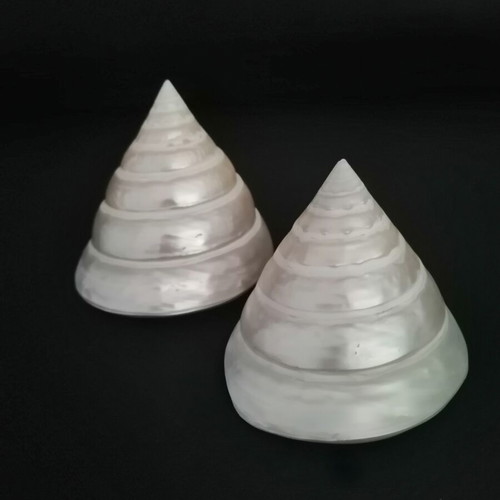 Polished seashells with iridescent pearl surface