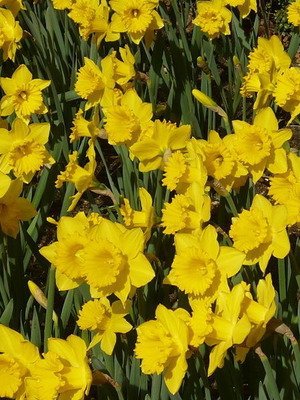 Narcissus mix flower seeds, perennial aromatic plant, pack of 25