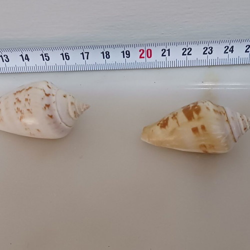 Shells new, set of 2 pieces, sizes 53 and 51 mm