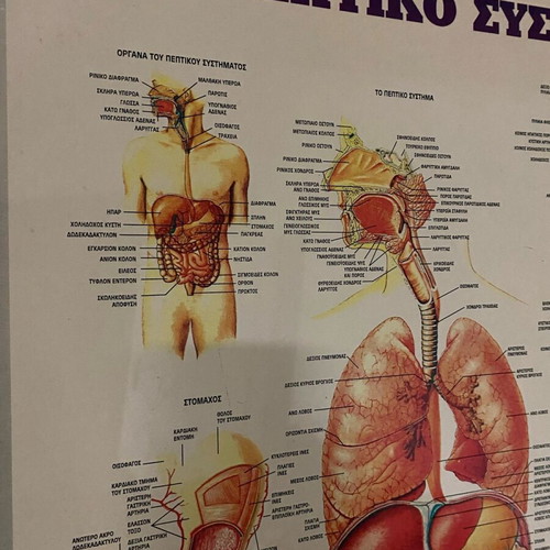 Digestive system poster used, 70x50cm, hard glossy paper