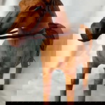 Vintage Handmade Leather Horse like new 54x44cm