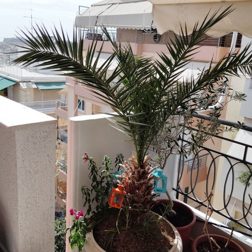 Φοίνικας μεταχειρισμένος, 20 και 22 ετών