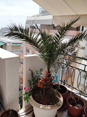Φοίνικας μεταχειρισμένος, 20 και 22 ετών