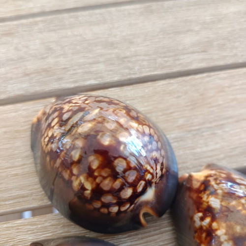 Mauritia Mauritiana Seashells Set of 3 Large Collectible