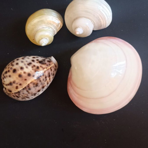 Collectible Natural Exotic Seashells Set of 4 like new