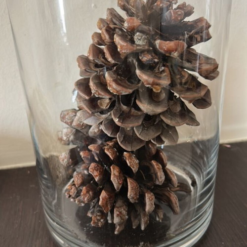 Vase with dried pine cones like new