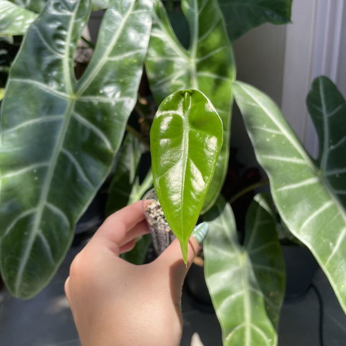Alocasia Longiloba baby plant new, indoor tropical foliage