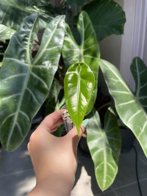 Alocasia Longiloba baby plant new, indoor tropical foliage