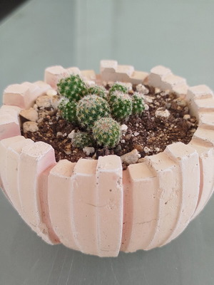 Mammillaria matudae seedlings in handmade cement pot new