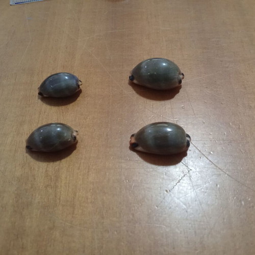 Cypraeidae Lurida seashells like new, set of 4, 26-33mm