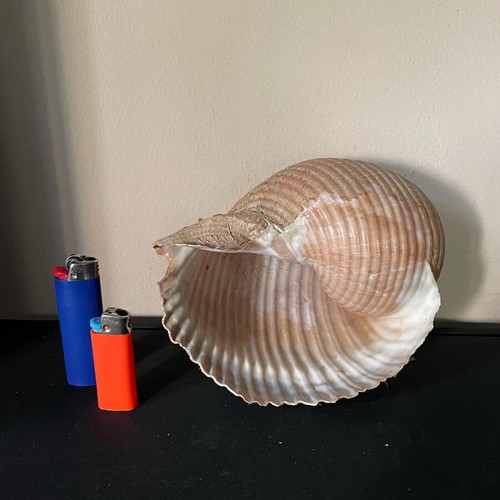 Sea shell Bouhona used, medium size Tonna Galea