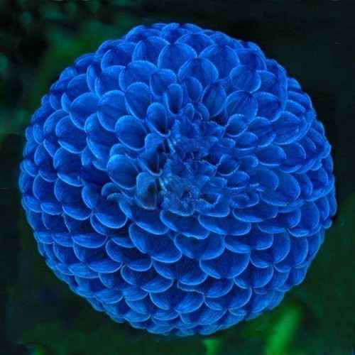 Dahlia Blue ornamental plant seeds, pack of 20