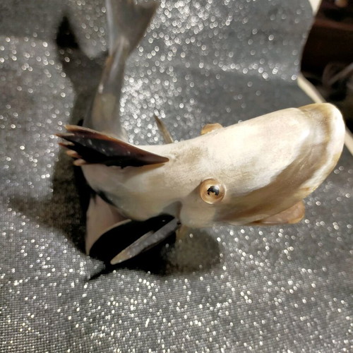 Decorative fish used