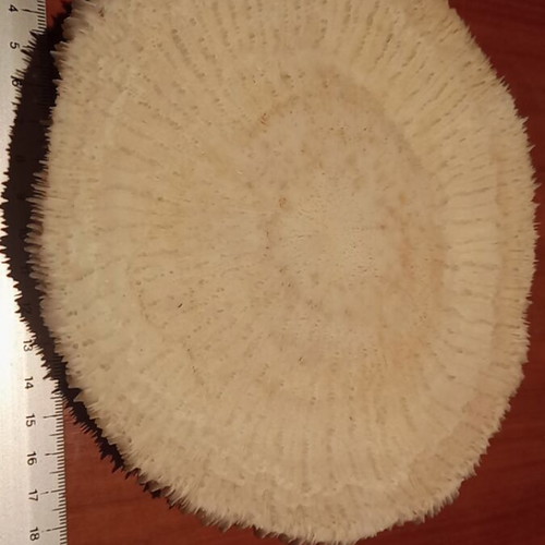 Mushroom type coral Fungia sp. or Heliofungia 17 cm diameter like new