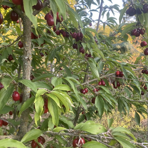Mountain cornelian cherries from Vermio, organic