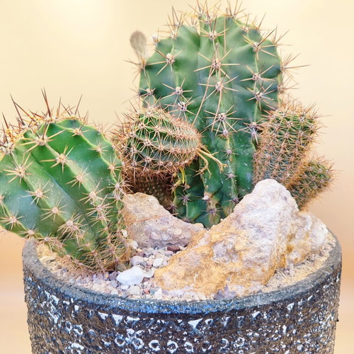 Echinopsis arrangement in ceramic pot new