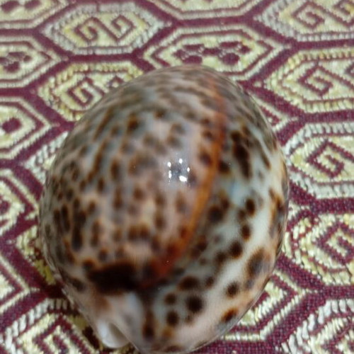Cypraea tigris seashells like new, set of two, 8cm and 9cm