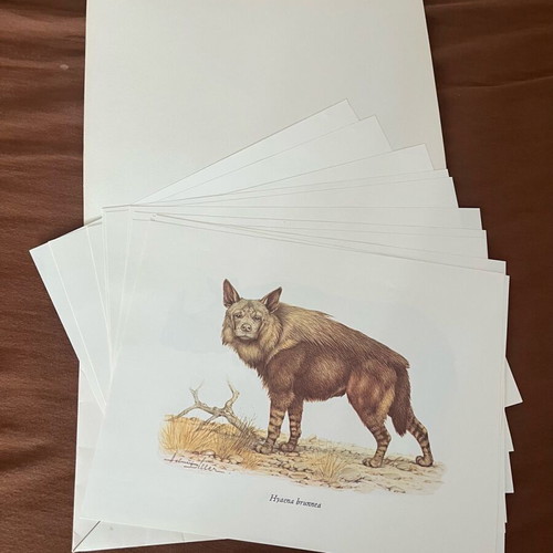 Animal photographs like new, vintage
