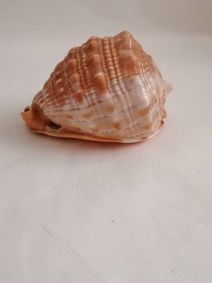 Natural Big Sea Shells Snail Wanbao Conch Helmet shell used No2