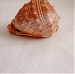  ΚΟΧΥΛΙΑ Natural Big Sea Shells Snail Wanbao Conch Helmet shell Νο2