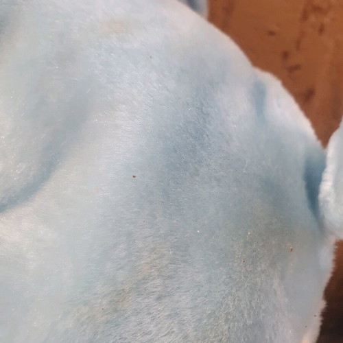 Stuffed elephant used with a stain