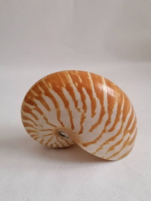 Sea shell used fossil snail orange white 11cm