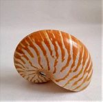  ΚΟΧΥΛΙΑ Sea Shell Fossil Snail Orange White 11cm