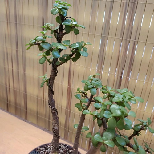 Portulacaria afra Bonsai 38cm new