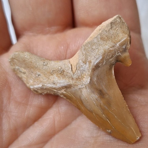 Fossilized shark tooth from Morocco