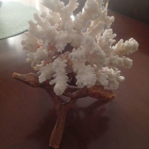 Natural coral Pocillopora verrucosa on driftwood base, like new