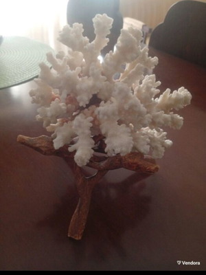 Natural coral Pocillopora verrucosa on driftwood base, like new