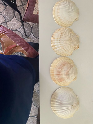 Set of 4 large decorative scallop shells like new
