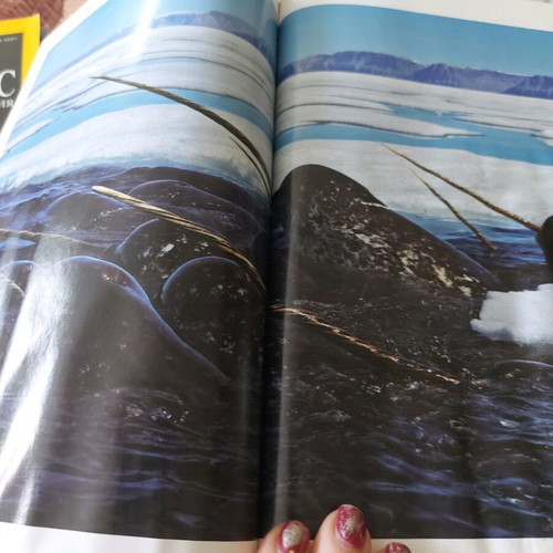 National Geographic magazine used, August 2007 issue