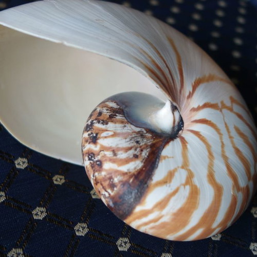 Decorative Nautilus Pompilius shell used