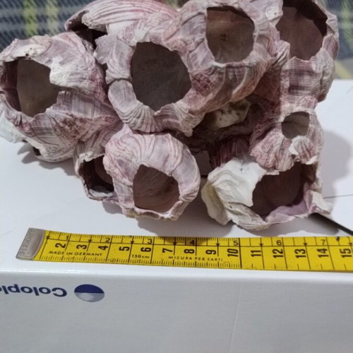 Conchylepes natural purple oak shell cluster like new