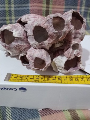 Conchylepes natural purple oak shell cluster like new