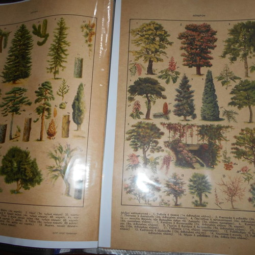 Forestry archive used with 40 lithograph clippings and articles from 1950s
